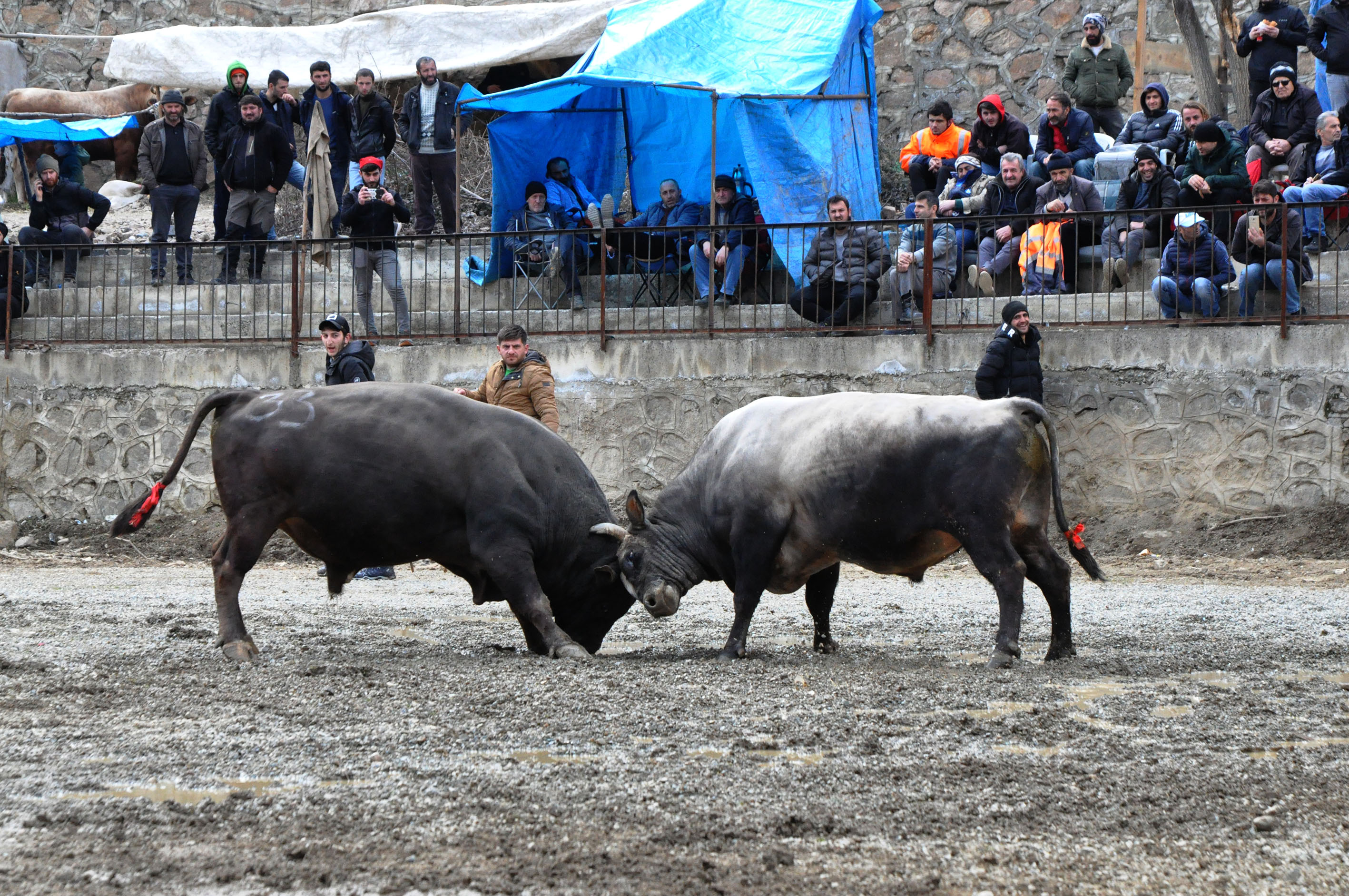 27. Yusufeli Sarıgöl Geleneksel Boğa Güreşleri Festivali Başladı