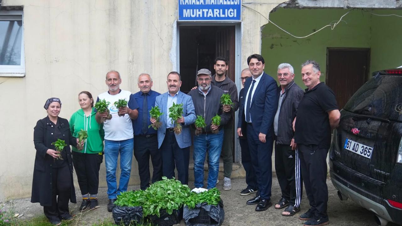 ORTAHİSAR BELEDİYESİ’NDEN ÜRETİCİLERE FİDE DESTEĞİ